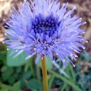 JASIONE L.—БУКАШНИК perennis