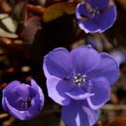 JEFFERSONIA BART.— ДЖЕФФЕРСОНИЯ dubia