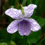 Род VIOLA L.— ФИАЛКА kamtschadalorum