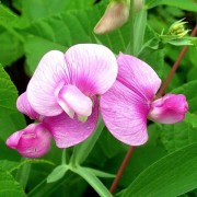 LATHYRUS L.— ЧИНА odoratus