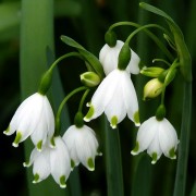 LEUCOJUM L.— БЕЛОЦВЕТНИК aestivum