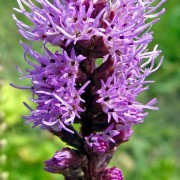 LIATRIS GAERTH. EX SCHREB.— ЛИАТРИС spicata
