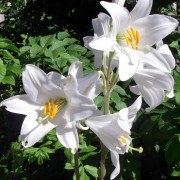 lilium_candidum Лилия белоснежная, Лилия белая