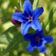 LITHOSPERMUM L.—ВОРОБЕЙНИК purpuro coeruleum