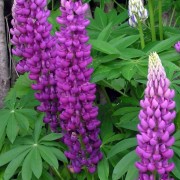 LUPINUS L.— ЛЮПИН polyphyllus