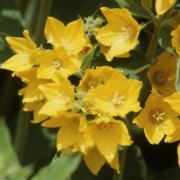 LYSIMACHIA L.— ВЕРБЕЙНИК punctata LYSIMACHIA L.— ВЕРБЕЙНИК punctata