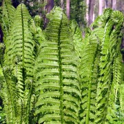 MATTEUCCIA TOD.— СТРАУСНИК struthiopteris MATTEUCCIA TOD.— СТРАУСНИК struthiopteris