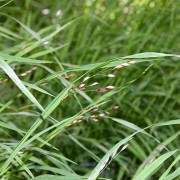 MELICA L.—ПЕРЛОВНИК uniflora