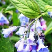 MERTENSIA ROTH — МЕРТЕНЗИЯ ciliata