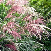 miscanthus_sinensis Мискантус китайский