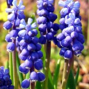 muscari_botryoides Мышиный гиацинт гроздевидный