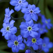 MYOSOTIS L.— НЕЗАБУДКА alpestris