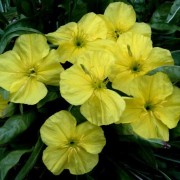OENOTHERA L.— ЭНОТЕРА acaulis OENOTHERA L.— ЭНОТЕРА acaulis