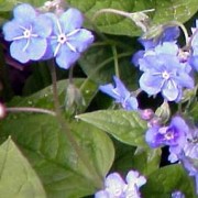 OMPHALODES MILL.—ПУПОЧНИК verna