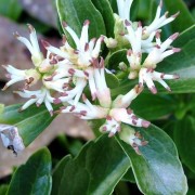 PACHYSANDRA MICHX.— ПАХИЗАНДРА terminalis
