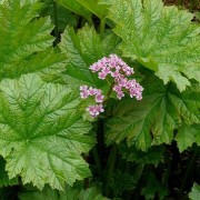 PELTIPHYLLUM ENGL.— ПЕЛЬТИФИЛЛУМ peltatum