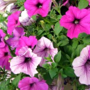 PETUNIA JUSS.— ПЕТУНИЯ