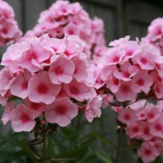 PHLOX L.— ФЛОКС paniculata