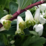 POLYGONATUM MILL.—КУПЕНА odoratum POLYGONATUM MILL.—КУПЕНА odoratum