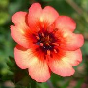 Лапчатка темно-кроваво-красная - potentilla_atrosanguinea