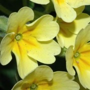 PRIMULA L.—ПЕРВОЦВЕТ