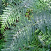 PTERIDIUM SCOP.— ОРЛЯК aquilinum PTERIDIUM SCOP.— ОРЛЯК aquilinum