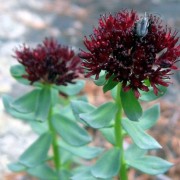 RHODIOLA L.- РОДИОЛА integrifolia