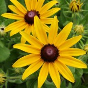 RUDBECKIA L.— РУДБЕКИЯ serotina
