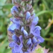 SALVIA L.— ШАЛФЕЙ deserta SALVIA L.— ШАЛФЕЙ deserta