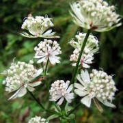 SANICULA L.- ПОДЛЕСНИК europaea
