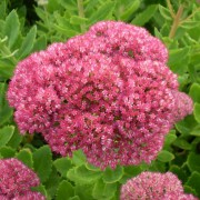 SEDUM L.— ОЧИТОК spectabile