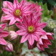 SEMPERVIVUM L.— МОЛОДИЛО arachnoideum
