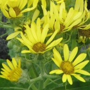 SENECIO L.— КРЕСТОВНИК pseudoarnica