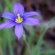 SISYRINCHIUM L.— СИСЮРИНХИИ angustifolium SISYRINCHIUM L.— СИСЮРИНХИИ angustifolium