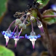 TRACHYSTEMON D. DON.— ТРАХИСТЕМОН orientalis