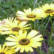 Урсиния красивая - ursinia_speciosa