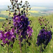 VERBASCUM L.— КОРОВЯК