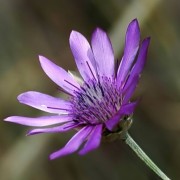 Сухоцвет однолетний - xeranthemum_annuum