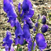 xiphium_latifolium Ксифиум широколистный