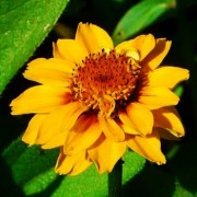 Цинния узколистая, Цинния Хаге - zinnia_angustifolia